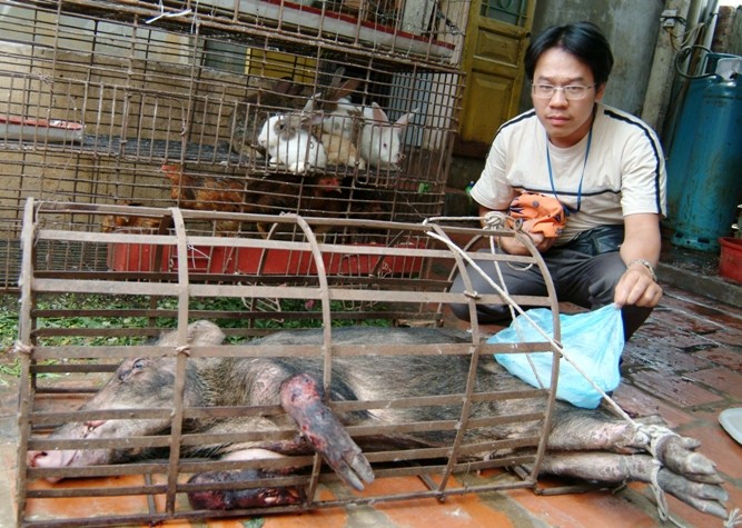 Một con lợn rừng rất to bị dính bẫy, què cả hai chân cũng chuẩn bị lên thớt ở chính quán ăn ở Vĩnh Yên, Vĩnh Phúc